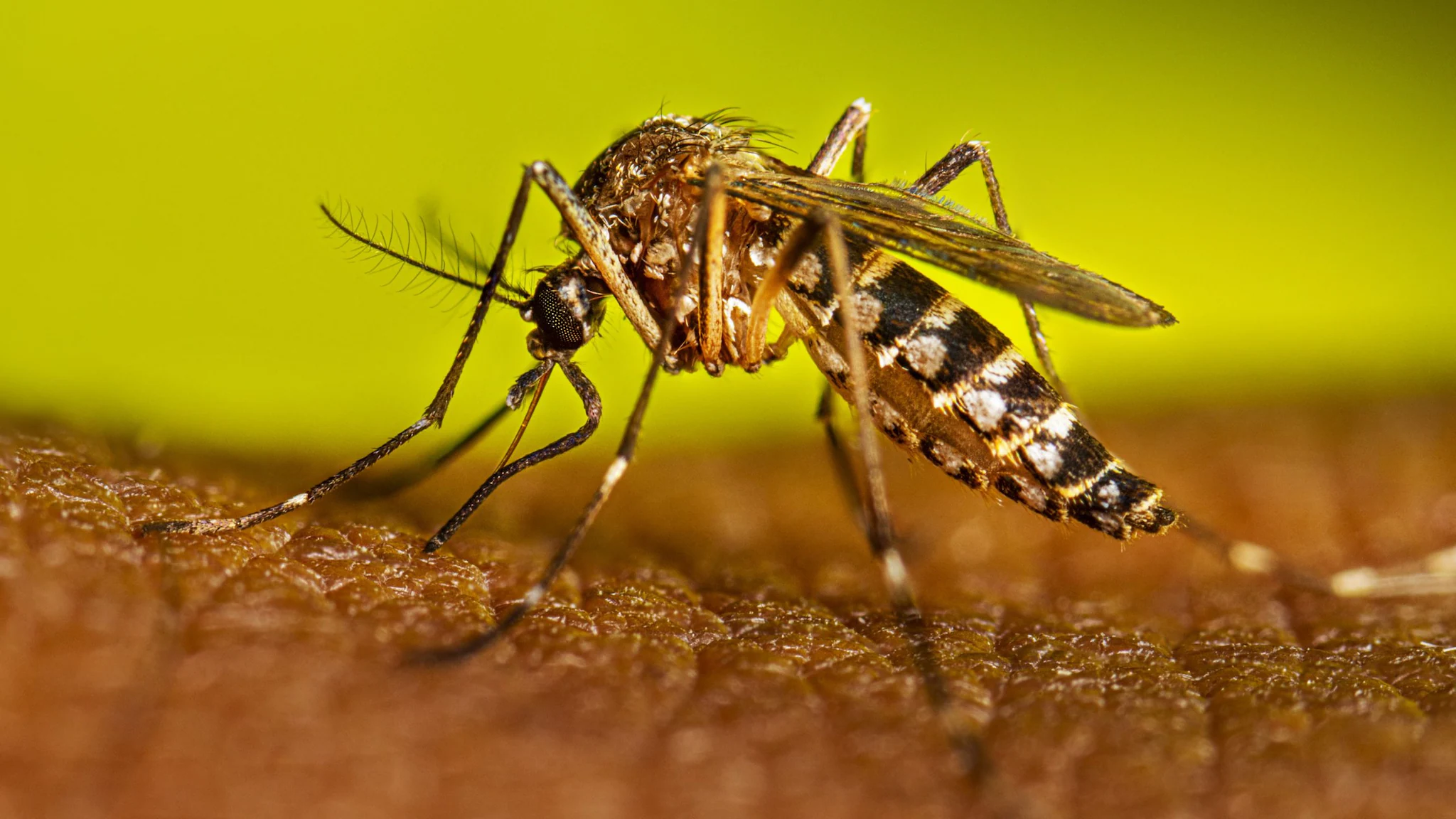 Dengue spreads in all districts of Nepal